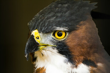 Ornate Eagle Hawk Eagle.  The ornate hawk-eagle is a bird of prey from the tropical Americas. Like all eagles, it is in the family Accipitridae. This species is notable for its vivid colors