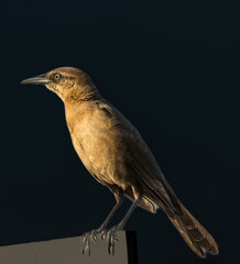 A boat tailed grackle in the early morning on Amelia Island, Florida.