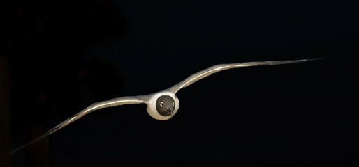 Fototapeta na wymiar An adult laughing gull in flight at the beach at Amelia Island, Florida.