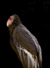 The California condor is a New World vulture, the largest North American land bird. This condor became extinct in the wild in 1987, but the species has since been reintroduced