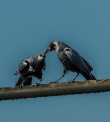 A great tailed grackle in the early morning on Amelia Island, Florida.  The mother is feeding her young until it learns to find food.