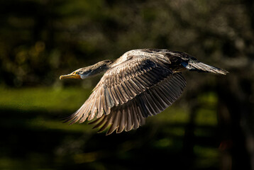 A juvenal double crested cormorant in flight.  They are excellent divers, and mostly feed under water.  