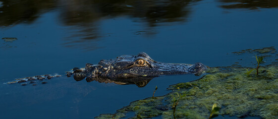 An American Alligator in a small pond Florida