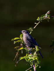 A Female Brewer's Blackbird perched on a blackberry vine in Salem, Oregon.