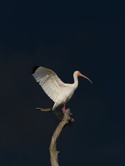 A White Ibis (Eudocimus albus) with wings spread perched on a dead tree branch at Green Cay Wetlands, Delray Beach, Florida USA