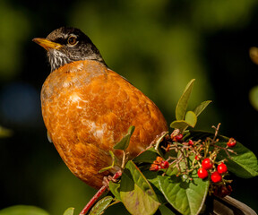A robin is perched on a holly tree branch, with many red berries,  in a garden in Salem, Oregon.