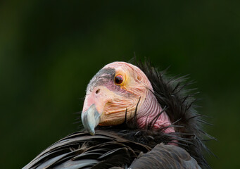 The California condor is a New World vulture, the largest North American land bird. This condor...