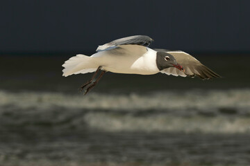 Fototapeta premium A laughing gull flies over the beach and surf at St Augustine, Florida.
