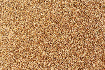 Wheat grains texture, top view. Closeup of harvest of ripe golden wheat.