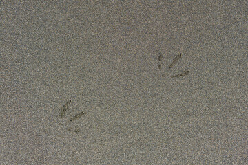 background, texture - coastal sand with bird track