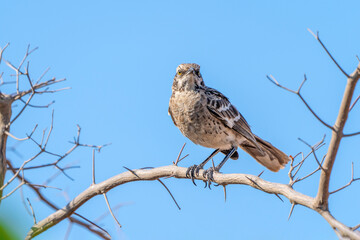Long-tailed mockingbird