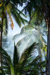 Green palm trees in smoke against the blue sky of the Philippines