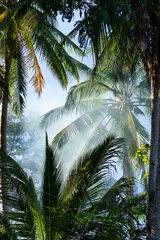 Poster Im Rahmen Green palm trees in smoke against the blue sky of the Philippines © Agat