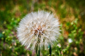 Macro shot of the head of a dandelion (genus Taraxacum) in the sunshine in front of blurred meadow.