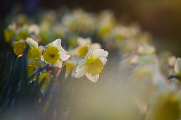 fleur