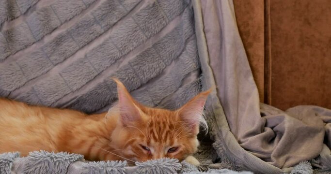 4k. Funny Curious Young Red Ginger Maine Coon Kitten Cat Lying At Home Sofa And Playing With Blanket. Coon Cat, Maine Cat, Maine Shag. Amazing Pets Pet.
