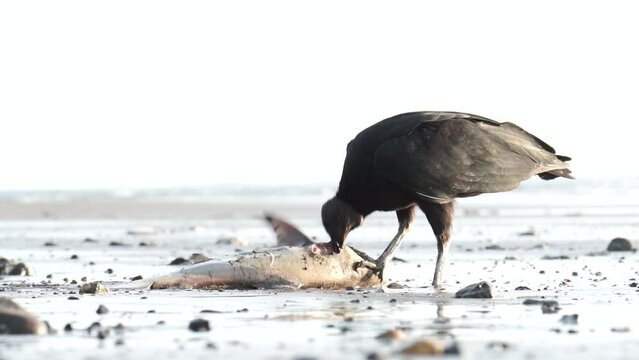 Black vulture eating a fish washed ashore