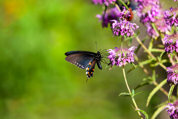 Black and blue Eastern Tiger Swallowtail Butterfly with Orange dots on a purple thistle flower...