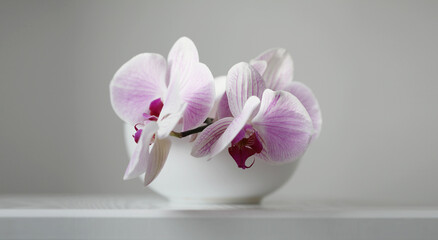 Soft focus blur Close up Pink phalaenopsis orchid flower on gray interior. Minimalist still life. Light and shadow nature horizontal background.