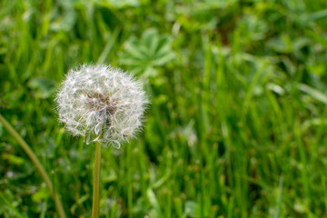 A fluffy dandelion grows on a green lawn near my house.