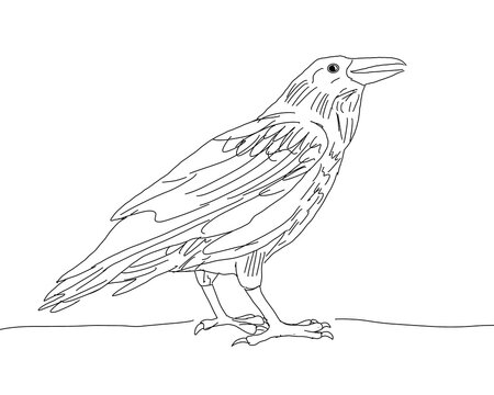 raven line drawing sketch on white background