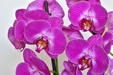 Orchid flower petal leaves plant