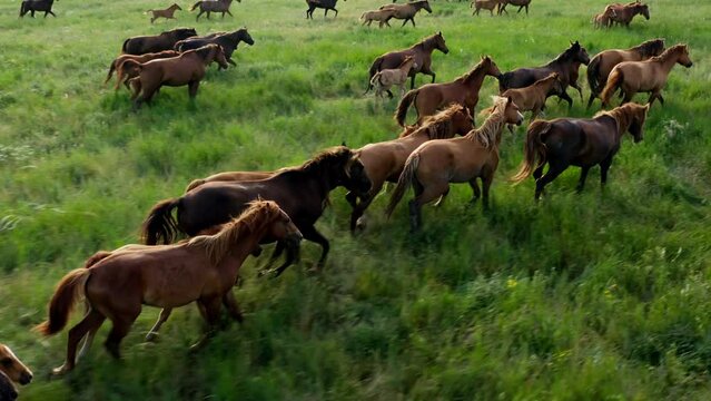 Wild Horses Running, Wild mustangs run on the beautiful green grass, Dust from under the hooves. Herd of horses, mustangs running on steppes aerial view. 4K 10 bit color video