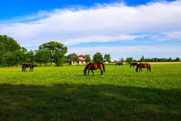 Herd of horses poking around in the meadow