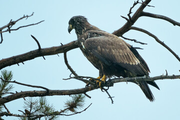 Golden eagle sitting on a tree on a rainy day. Bird of prey. Aquila chrysaetos. Wildlife of Jasper National Park, Alberta, Canada.