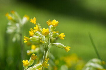 fleur