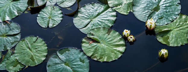 Lilie wodne. Zdjęcie panoramiczne kwiatów i liśći lilii wodnej. © Aga Bak