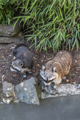 The raccoon (Procyon lotor) in Amsterdam Artis Zoo. Amsterdam Artis Zoo is oldest zoo in the country. Amsterdam, the Netherlands.