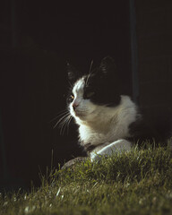 cat on grass