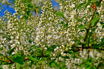 Obraz na płótnie Canvas Common bird cherry, or carpal bird cherry, or bird cherry bird cherry, is a species of low trees from the genus Plum of the Pink family.