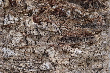 ants on the ground