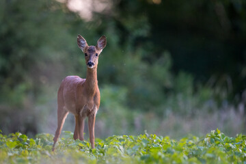 Fototapeta premium Chevreuil