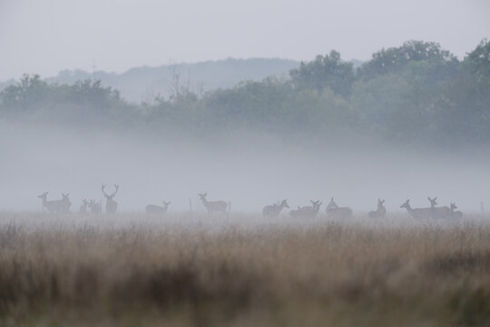 Brame du cerf