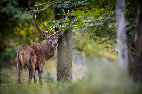 Cerf