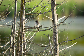 Frontal view of Eastern Kingbird perched on a branch at the edge of the Léon-Provancher marsh during a spring morning, Neuville, Quebec, Canada
