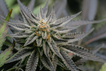 Naklejka na ściany i meble Medical quality cannabis flower