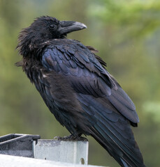 Fototapeta premium Detail shot of big raven with rgeen background in Canadian Rockies. Corvus Corax in Jasper National Park, Alberta