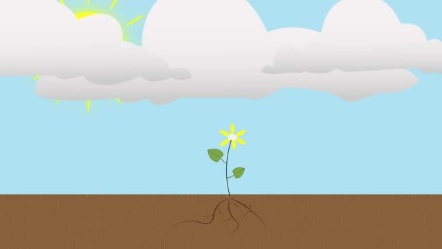 Animation of flower grow when it rains and sun shines