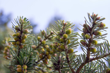 Spruce branch in early spring in close up	