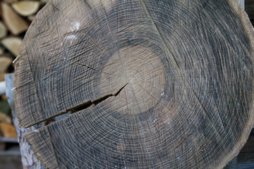 Slice of wood in a yard 