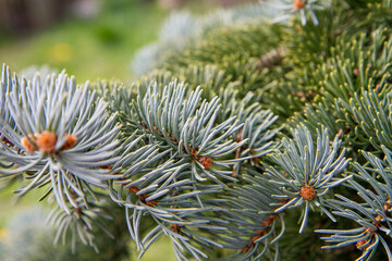 Naklejka na ściany i meble Spruce branch in early spring in close up 