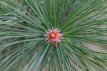 Naklejka na ściany i meble Black Pine branch in early spring in close up