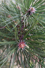 Black Pine branch in early spring in close up