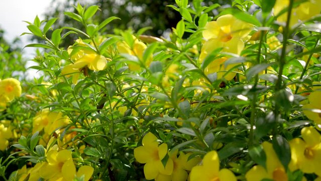 Footage 4K, camera panning through yellow flowers There is a background of bokeh, leaves and red light.