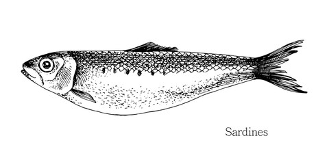 Sardines fish hand drawn realistic illustration