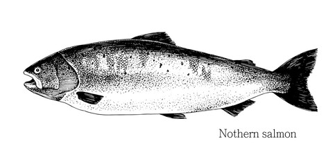 Norten salmon hand drawn realistic illustration